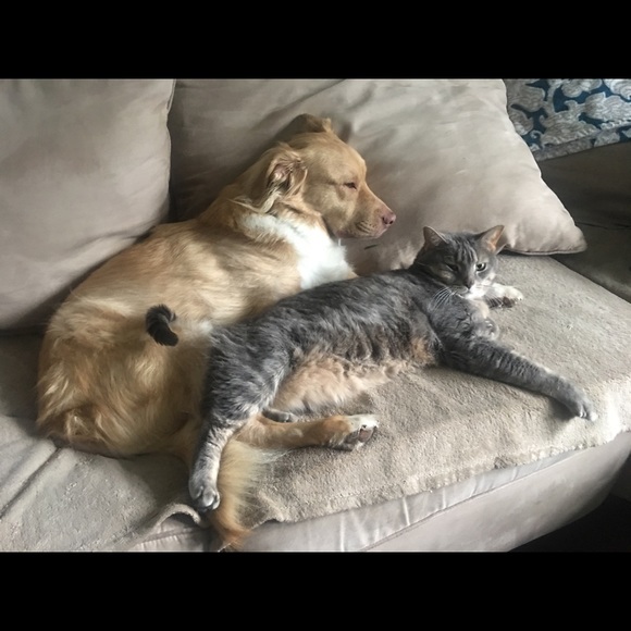 Meet your Posher, Rachel - Picture 4 of 7